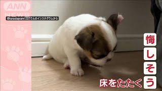 まるで人間！？何回も床をたたくワンちゃん　母犬にブロックされ“悔しいー！”(2023年5月23日)