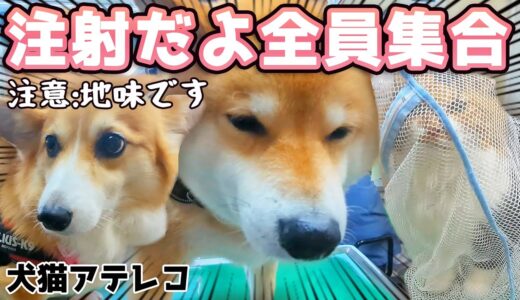 【犬猫アテレコ】狂犬病予防接種と健康診断へ行こう