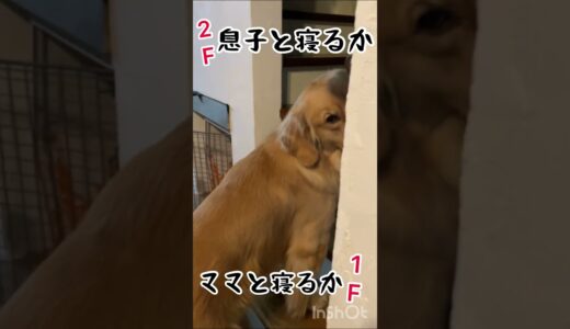 今夜も誰と寝るか迷う犬