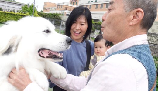 【可愛い】抱っこされて泣いてる妹と抱っこしてほしい超大型犬が真逆すぎたw｜グレートピレニーズ