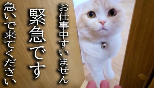 大変なものを見つけて知らせに来た子猫について行ってみた結果…