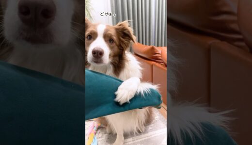 可愛すぎて思わずニヤけてしまう犬のいないいないばぁっ！【ボーダーコリー】 #shorts