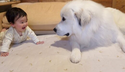 【大好き♡】甘えたくて仕方ない妹を受け止める超大型犬が優しすぎたw｜グレートピレニーズ