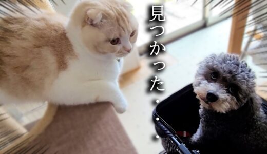 犬が勝手に自分のベビーカーで遊んでるのを目撃した子猫がこうなっちゃいました...