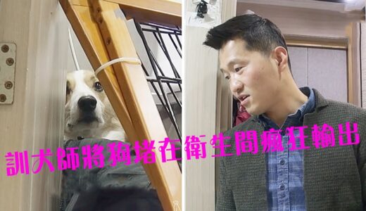 柯基犬當著訓犬師的面將主人咬傷，狗狗被訓犬師堵在衛生間一頓輸出