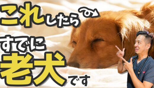 6歳からシニア期！犬の老化サイン5選と治療すべき病気との見極め方【保護犬、保護ねこ】