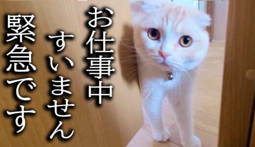 仕事が終わるまで待ってた猫と犬が突然こうなりました...