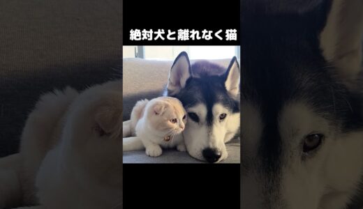 犬を親だと思ってる猫はこうなります...#shots