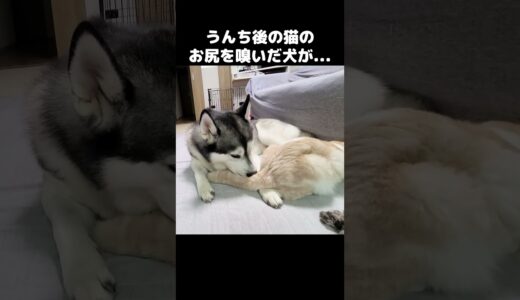 うんち後の猫のお尻を嗅いだら犬がこうなった...#shorts