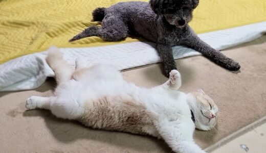 猫が犬の前で臭いオナラをしたらこうなりました…