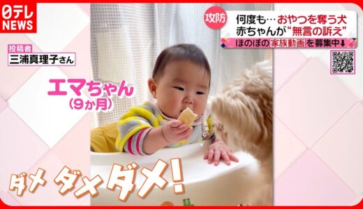 【投稿動画】おやつを巡って…犬と赤ちゃんの攻防『every.特集』