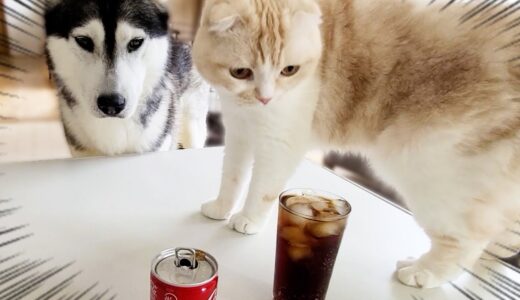 生まれて初めてコーラの炭酸を見た猫と犬がこうなりました...