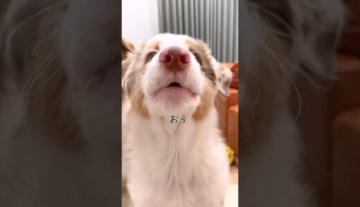 小さい声が先住犬と同じ息の音だけになってきた生後2ヶ月の子犬(笑) #shorts