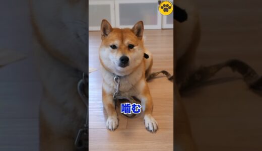 保護犬を迎えて起こすトラブル3選 #shorts