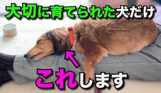 我が子のように育てられた犬だけが見せる仕草【完全版】