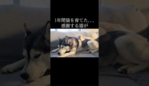 1年間犬に育ててもらい感謝する猫がこちら…#shorts