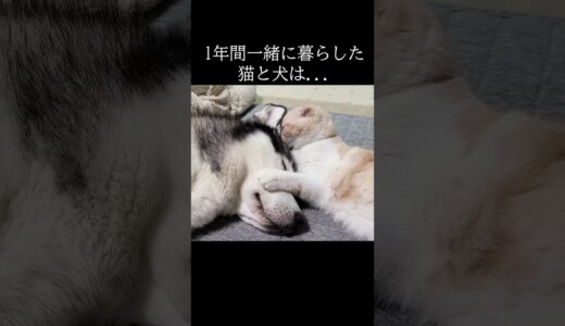 自分は犬だと思ってる猫がこちら...#shorts