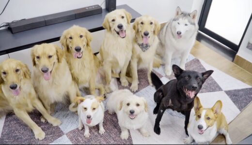 狭い寝室に犬12匹を集めるとこうなりました・すごい光景だった！！！