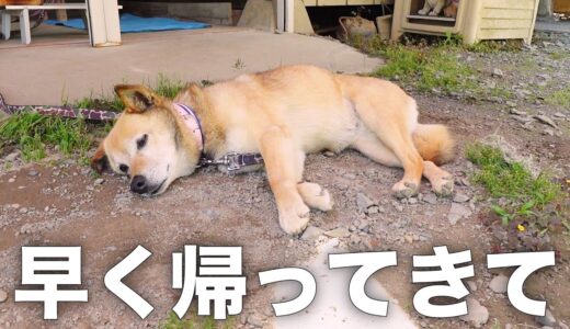 大好きなママをお見送りしたら雑種犬コロちゃんがこうなりました…