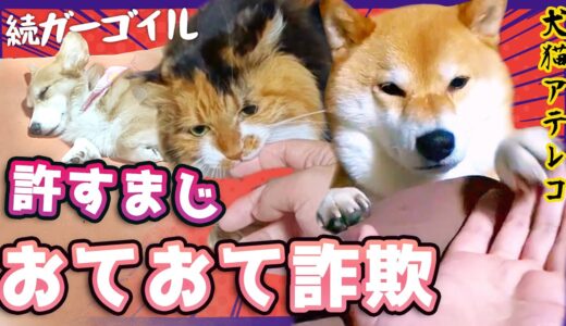 【犬猫アテレコ】前の家の最後の日常動画