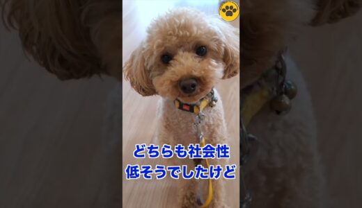 仲良しな保護犬たち #shorts