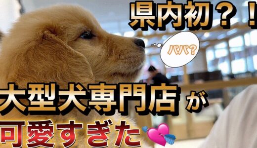 【新店舗ペットショップ】県内初？！大型犬専門店が岐阜に出来たので行ってみた。