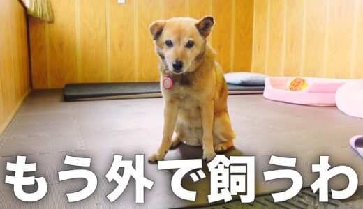 長年外飼いだった雑種犬コロちゃんの謎すぎる部屋をご紹介します