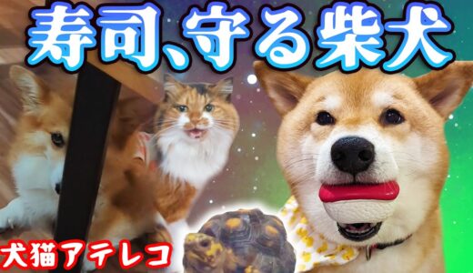 【犬猫アテレコ】柴犬は何故、寿司を離さないのか？