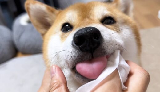 【犬の歯磨き】苦手だったはずだけど終わるとなぜかまだ求めてきます…笑