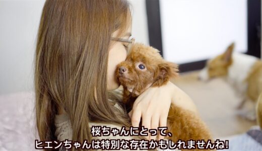 二ヶ月ぶりに大好きなママと再会できて嬉しすぎて泣いた保護犬の桜ちゃん