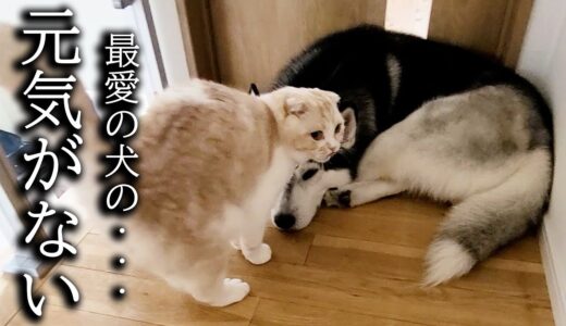 犬の異変に気づき心配した猫の行動がこちらです…