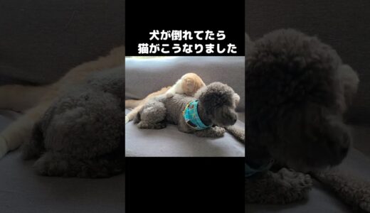 犬が倒れてると思っい看病する猫がこちら...