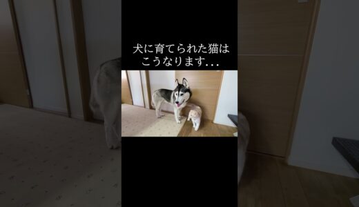 ハスキー犬をストーカーする猫がかわいい...#shorts