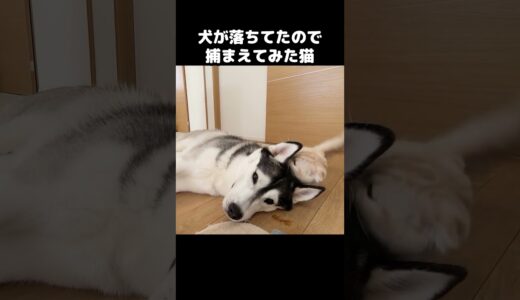 犬が落ちてたので捕まえた猫がこうなった...#shorts