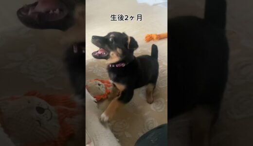 野犬の子犬の成長