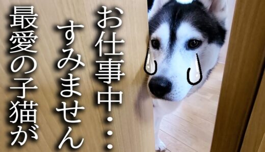 最愛の子猫が消えた！家出したと思い必死で探す犬がこちら…