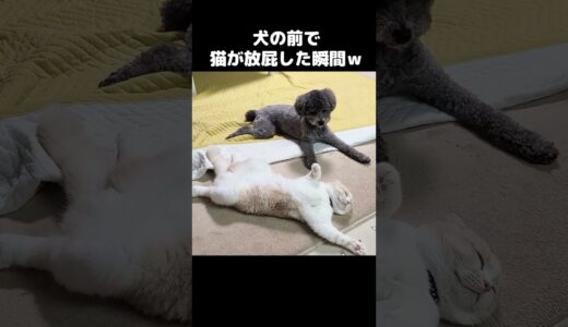 猫が犬の前で放屁した瞬間...笑#shorts