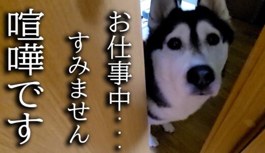 深夜に犬がくんくん騒いでるのでついて行ってみると子猫が...