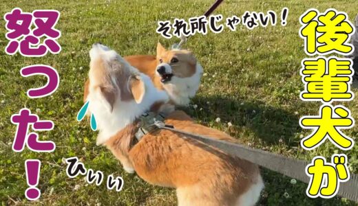 うっかり怒ってしまった後輩犬、その後機嫌を取るのに必死です！笑　【歯石の続報】