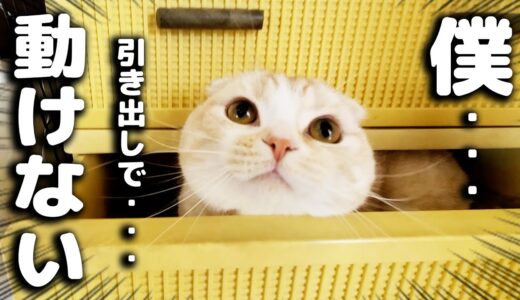 目を覚ますと子猫が居ない事に気づき犬達が必死に探したら…