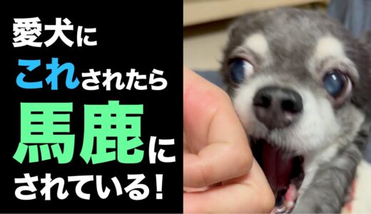 犬が飼い主のことをバカにしている時にする４つの行動！犬にバカにされないために注意することは？【犬 行動 意味】