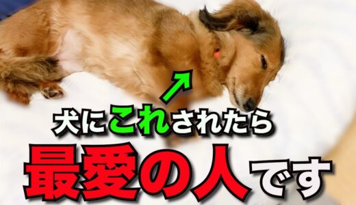 【飼い主必見】犬が心の底から好きな人にだけ見せる仕草7選