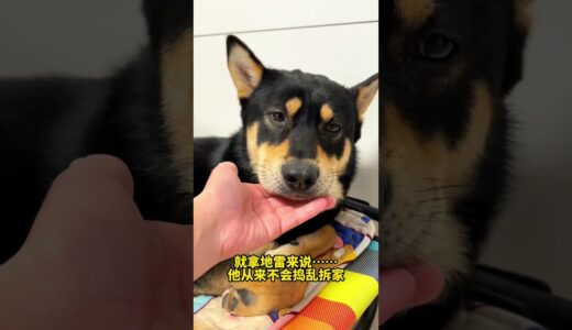 养一只中华田园犬当宠物，有多幸福？