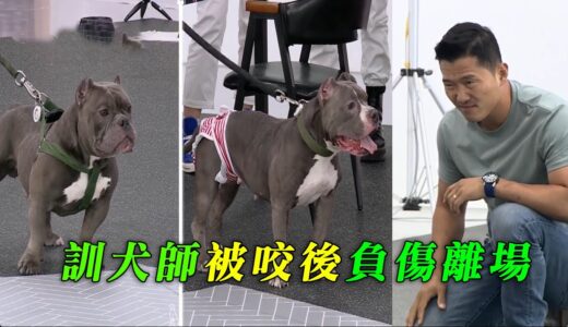 訓犬師遭遇惡霸犬母子，壓制中受傷，嚴重到無法站立，但他依舊沒有放棄狗狗