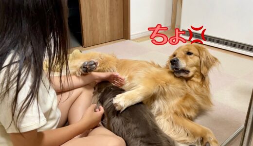 うとうと時間を邪魔されてご立腹な大型犬クッキー【ゴールデンレトリバーとミニチュアダックスフンド】