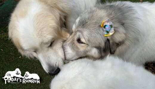 犬舎から出たのにお母さんの近くを離れないルンルンとアランとベルです　Great Pyrenees　グレートピレニーズ