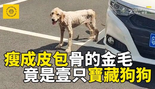 被主人抛棄的金毛犬，流浪街頭瘦成皮包骨，帶回家後感覺檢到寶，這真的是壹只寶藏狗狗