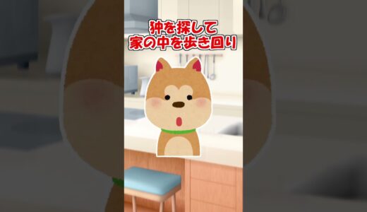 【2ch】犬用ベッドで寝てたうちの秋田犬が…【アニマル】 #Shorts