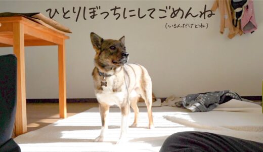 犬のお留守番を隠し撮りしてみたら…びっくりするほど大泣きしていました…