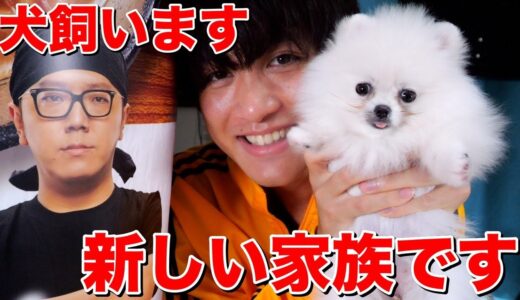 【ご報告】家族が増えました！犬飼います！【白ポメラニアン】【いぬ dog】